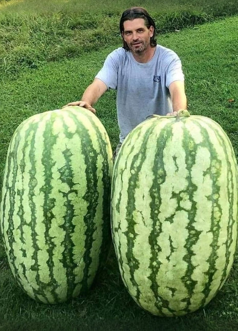 🔥 Organic giant fruits and vegetables
