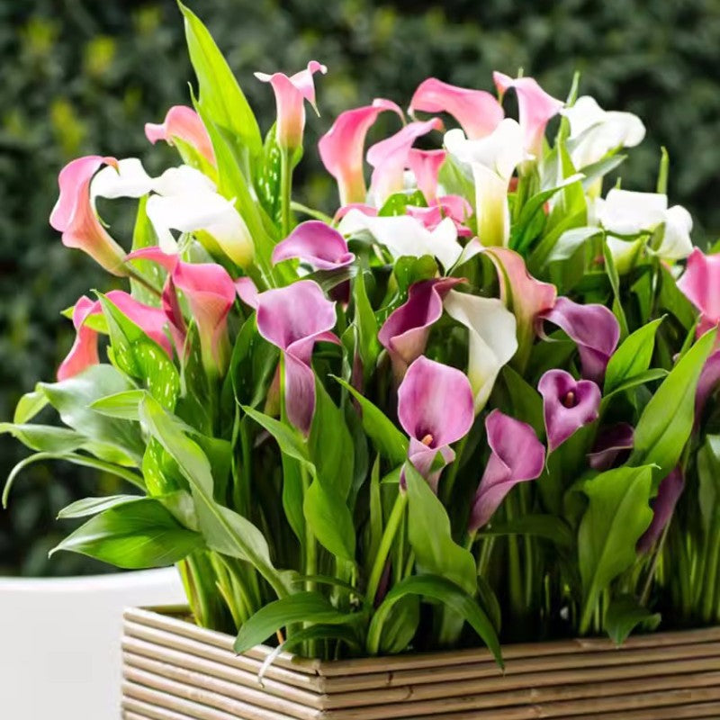 Calla Lily Seeds - Mixed - Beautiful Flowers Planting