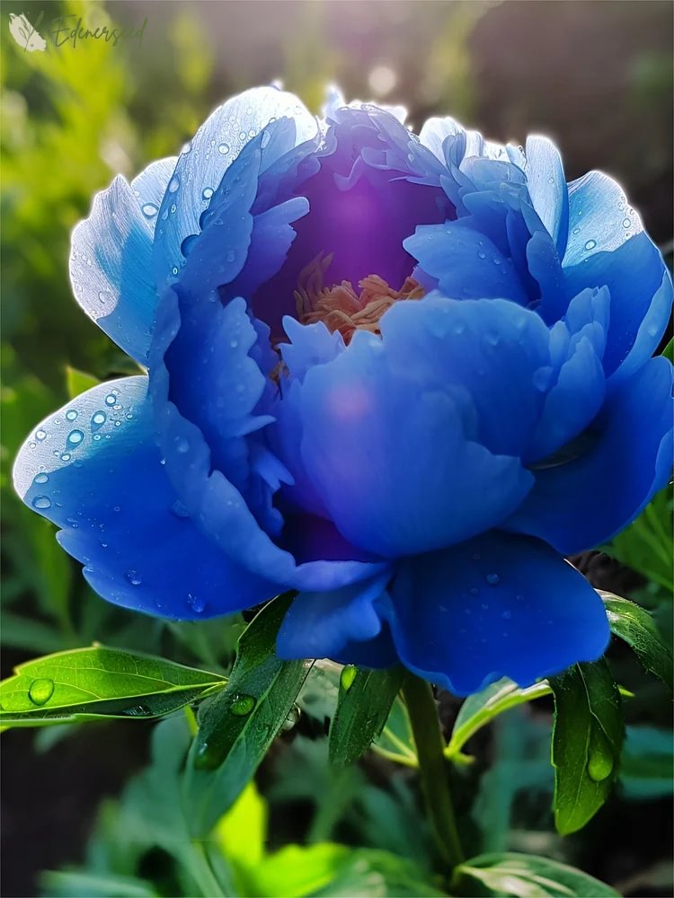 Black Beauty Peony Flower Seeds