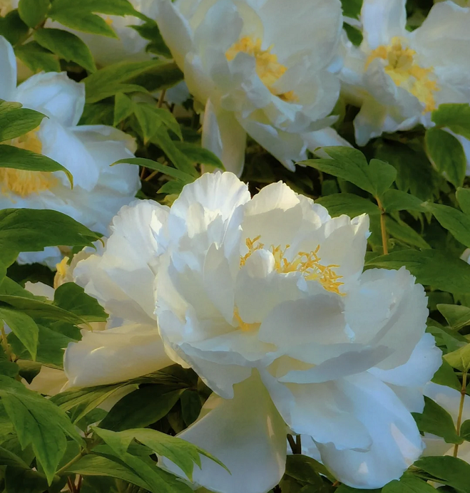 Multicolor Peony Seeds