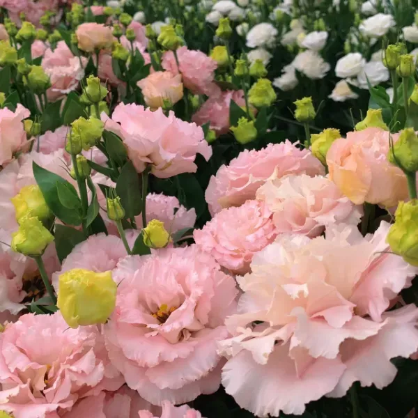 💐Lisianthus - A Sincere and Immutable Love