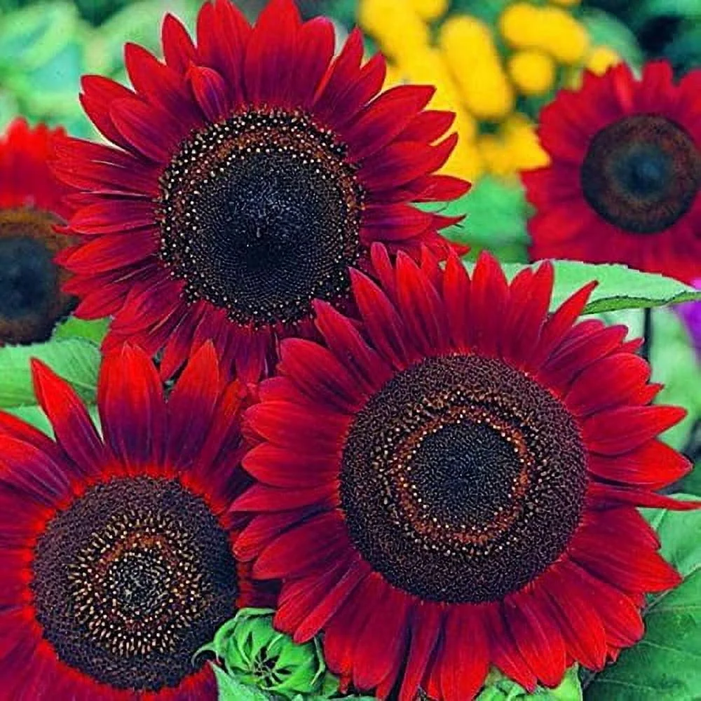 🌻50+ Mixed Color Sunflowers