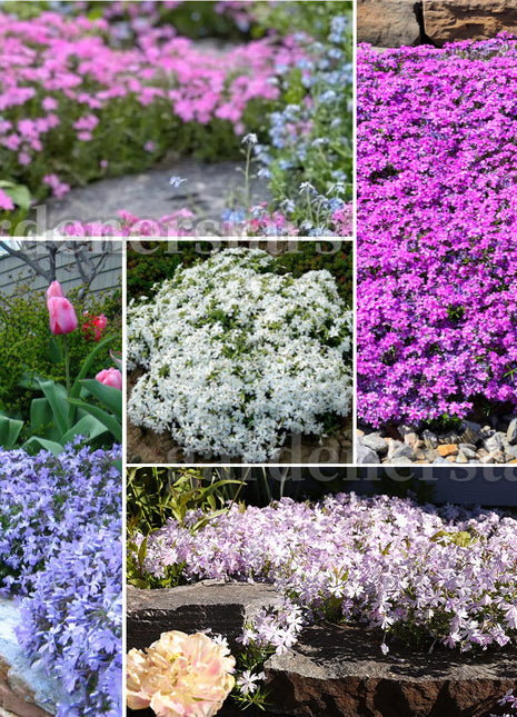 💐Vibrant Tapestry of Color ✨Creeping Phlox Seeds, Shibazakura Seeds