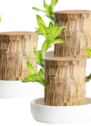 Goodbye Gift – Lucky Brazilian Wood Tree with Tray & Mystical Doll, Symbol of Distance and Lasting Bond