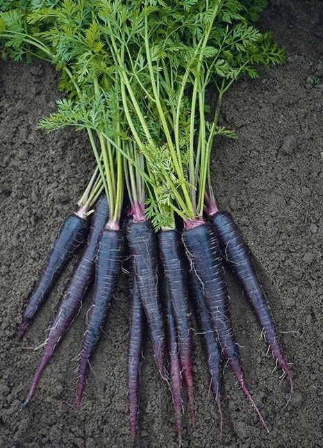 Carrot Deep Purple F1