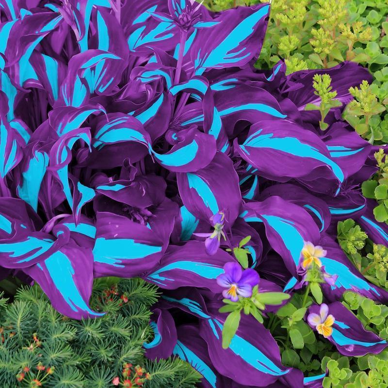 800Pcs Mixed Hosta Seeds for Planting – Rare Color Varieties, Shade-Loving Perennials for Garden and Landscaping