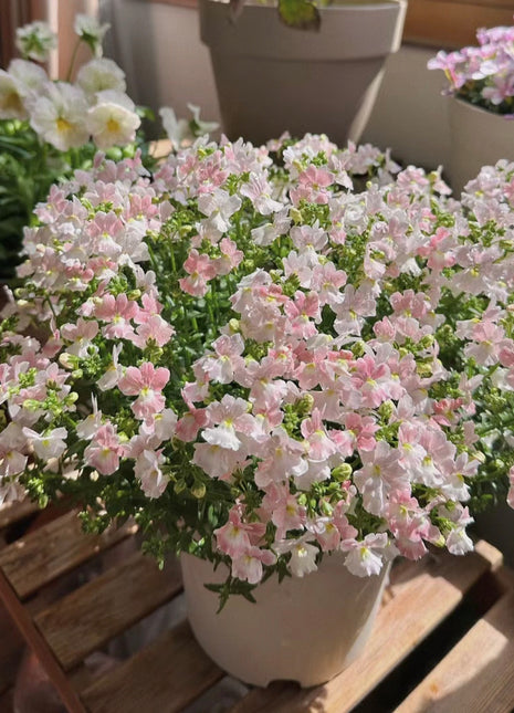 Nemesia Strumosa Benth