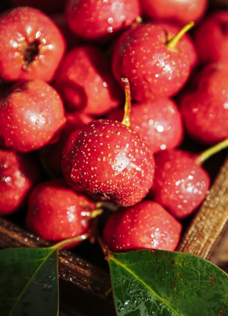 Hawthorn Seeds