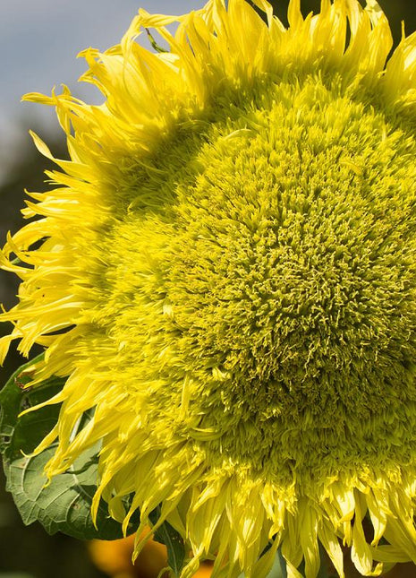 Sunflower, Zeus Hybrid