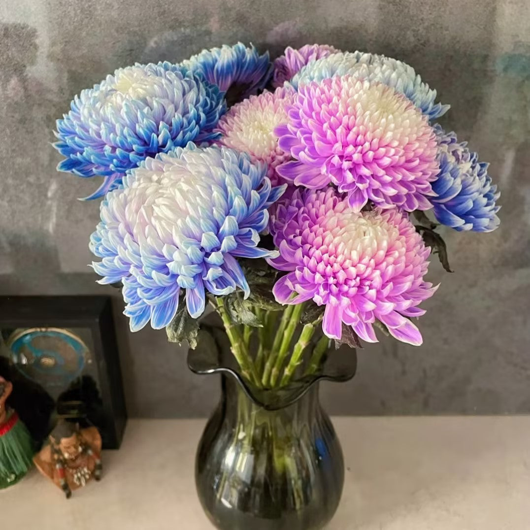 Anna Chrysanthemum Seeds