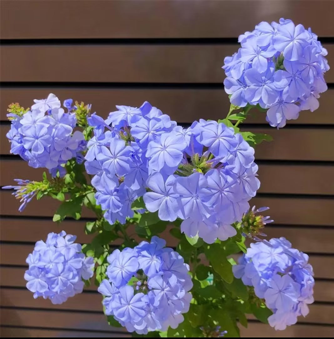 💙Blue Snowflake Seeds—Sky Flower