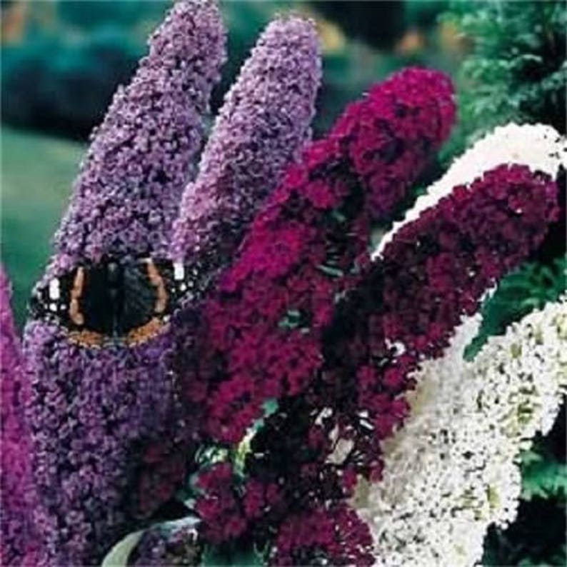 MIXED Colors BUTTERFLY BUSH Buddleia Davidii Flower Shrub Seeds
