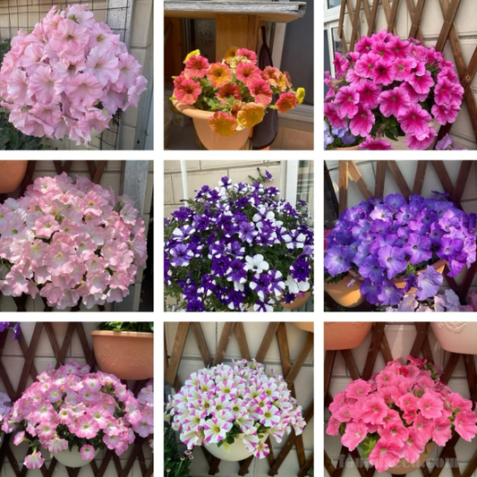 🌸The Latest Petunia Varieties In 2024