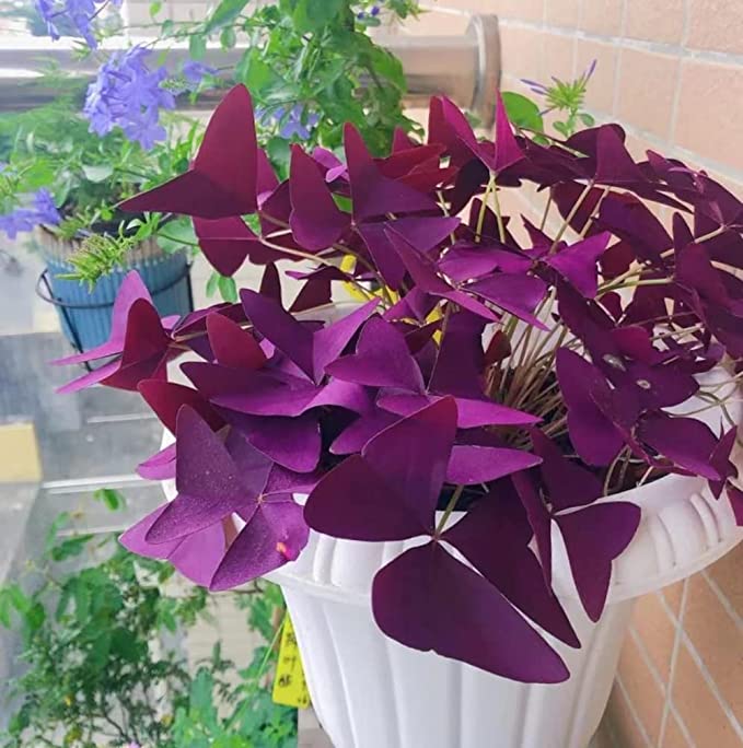 10PCS Oxalis Triangularis Purple Shamrock Good Luck Plant