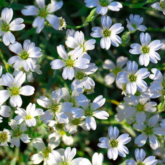 100pcs Gypsophila seeds Baby's Breath Gypsophila