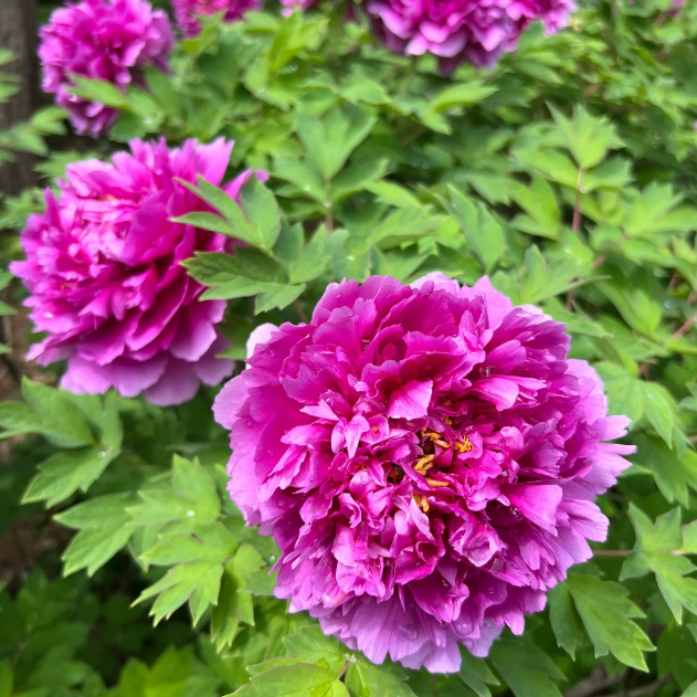 🌺Chinese Peony Flower Seeds—Mixed Color Plants—Home Garden Flower Seeds