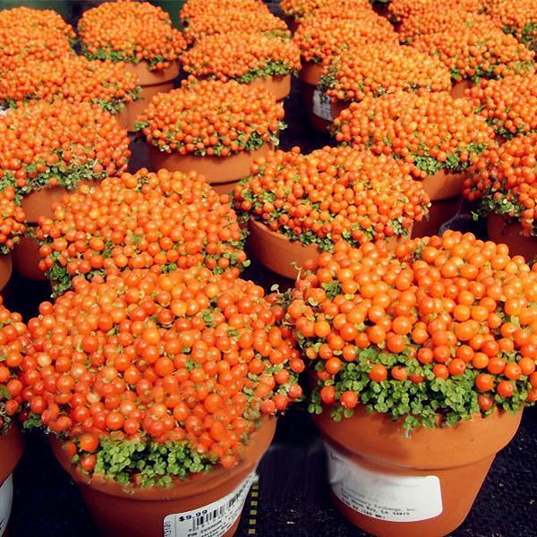 Egrow 50Pcs（100Pcs）/Bag Lamp Beads Grass Seeds Flower Seeds Garden Bonsai Plant for Home Garden Plants