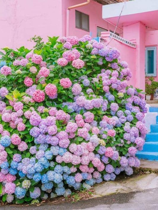 200pcs Mixed Hydrangea Seeds – Soft Pastel Blooms for Romantic Garden Corners & Pots