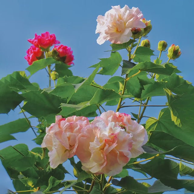 Color-changing Hibiscus Flower Seeds