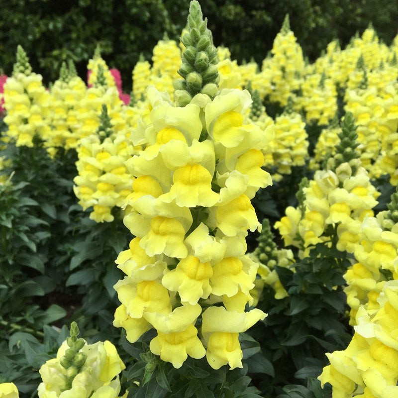 Garden Snapdragon Seeds