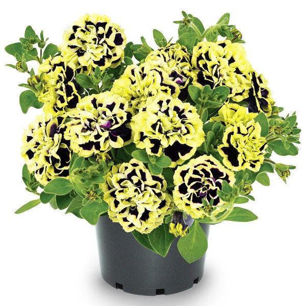 Petunia, Midnight Gold