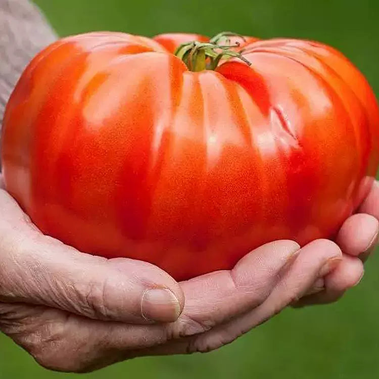 Beafsteak Tomato Seeds