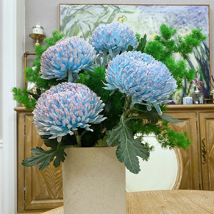 Blue Chrysanthemum Seeds, Rare Perennial Flower Plant