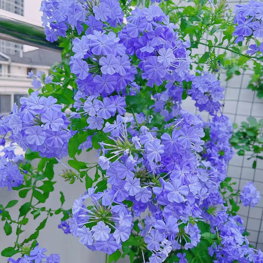 💙Blue Snowflake Seeds—Sky Flower