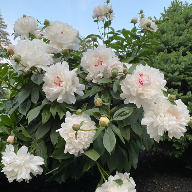 🌺Chinese Peony Flower Seeds—Mixed Color Plants—Home Garden Flower Seeds