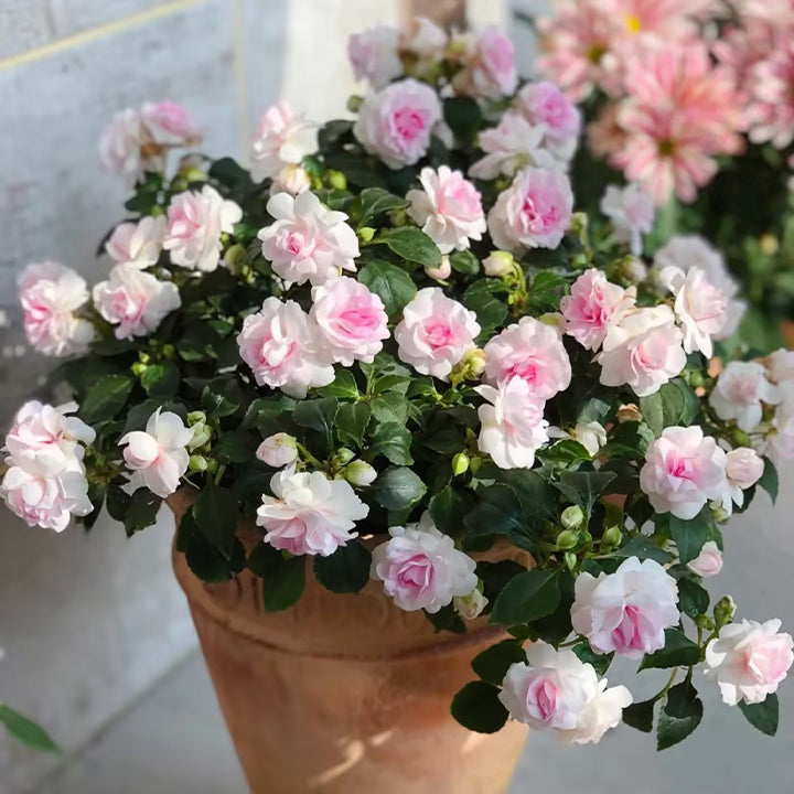 Double Impatiens Seeds - A Symphony of Petals in Nature's Garden