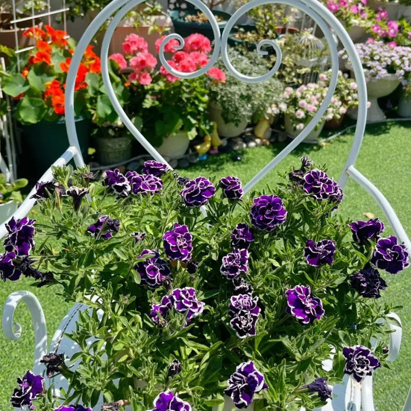 Double Petunia Seeds