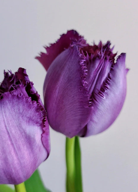 Frill Tulip seeds