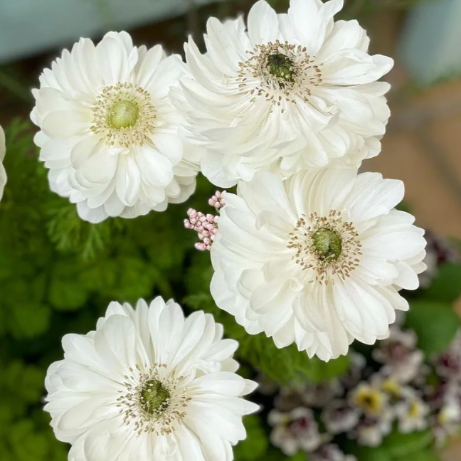 🌸Double Anemone Seeds