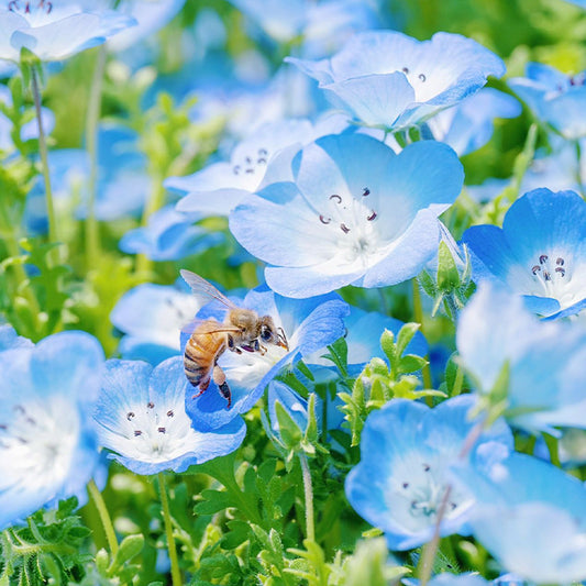 💙Baby-Blue-Eyes Seeds—Sky Color