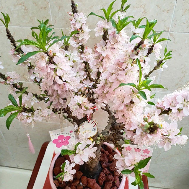 Peach Blossom Bonsai Houseplant Seeds