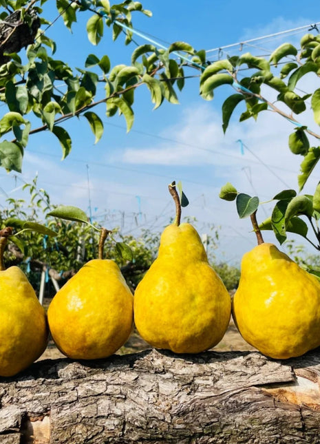 Ugly Pear Seeds