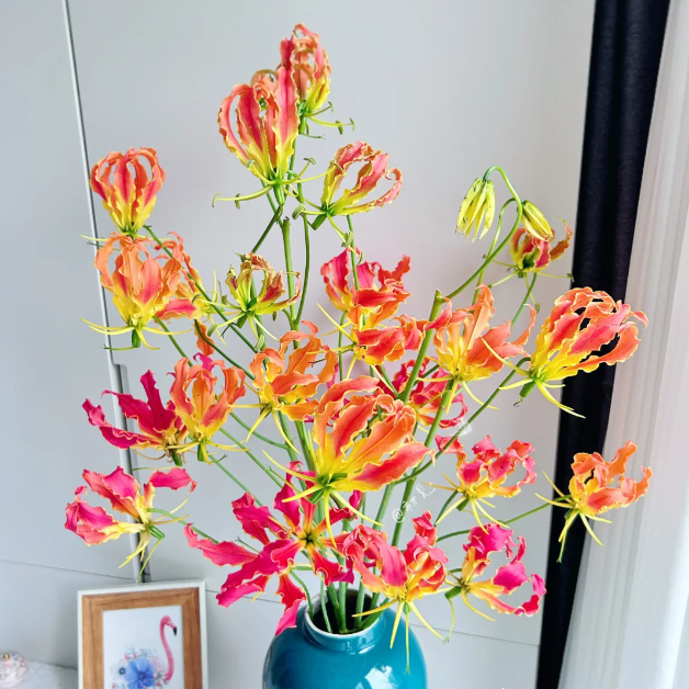 💐Gloriosa Lily—Life Never Dies, Passion Never Dies