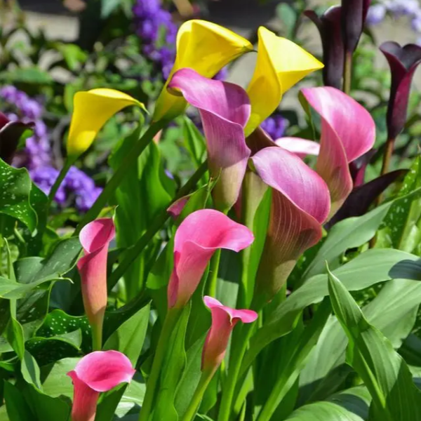 Calla Lily Seeds - Mixed - Beautiful Flowers Planting