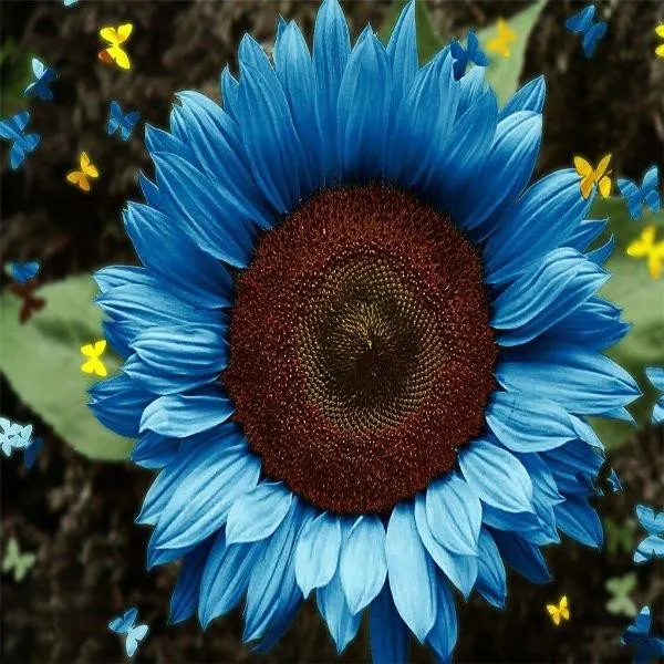 🌺Last Day Sale--60% Off💐 Sunflower Seeds🌻Sunshine