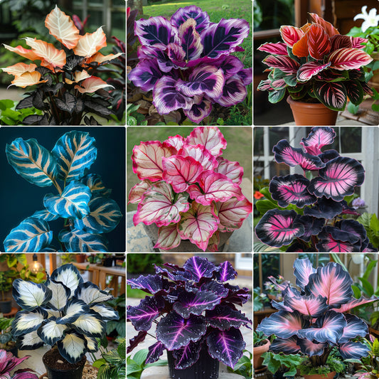 Spectra Leaf Calathea