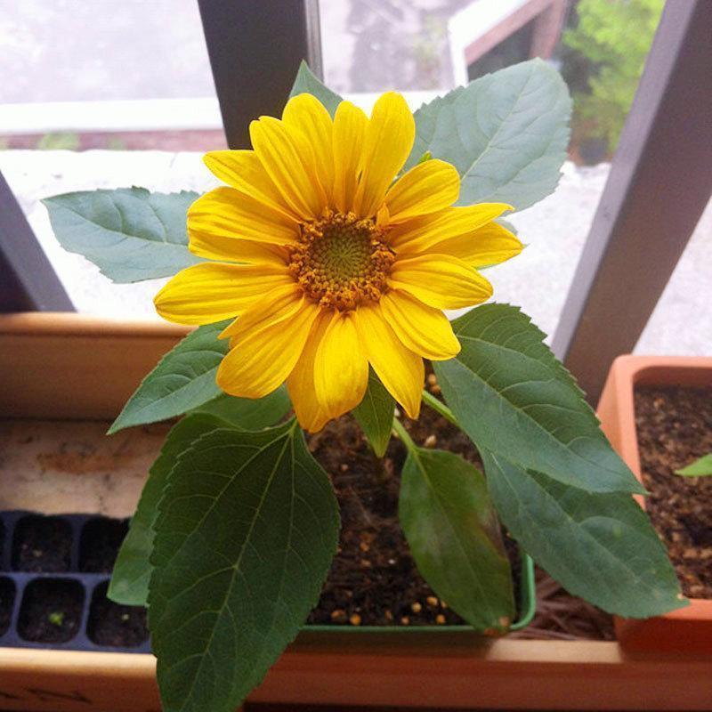 40pcs Dwarf Sunflower Seeds Rare Flower Seeds