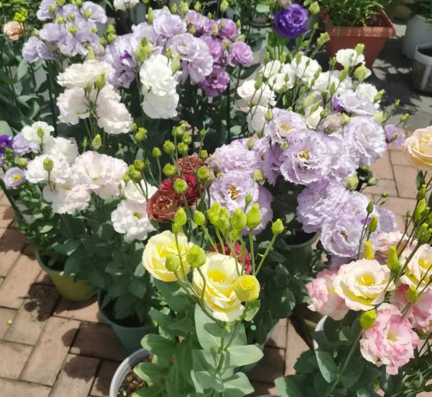 🌺Lisianthus – Sincere Love