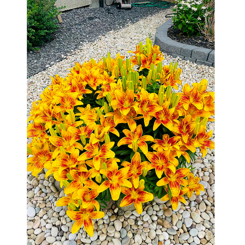 Lily Bulbs