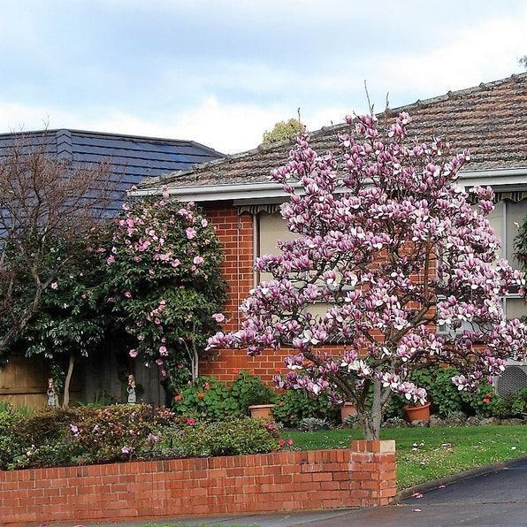 20pcs LILY MAGNOLIA Flower TREE Pink & Purple Fragrant Tulip Magnol Liliiflora Seeds