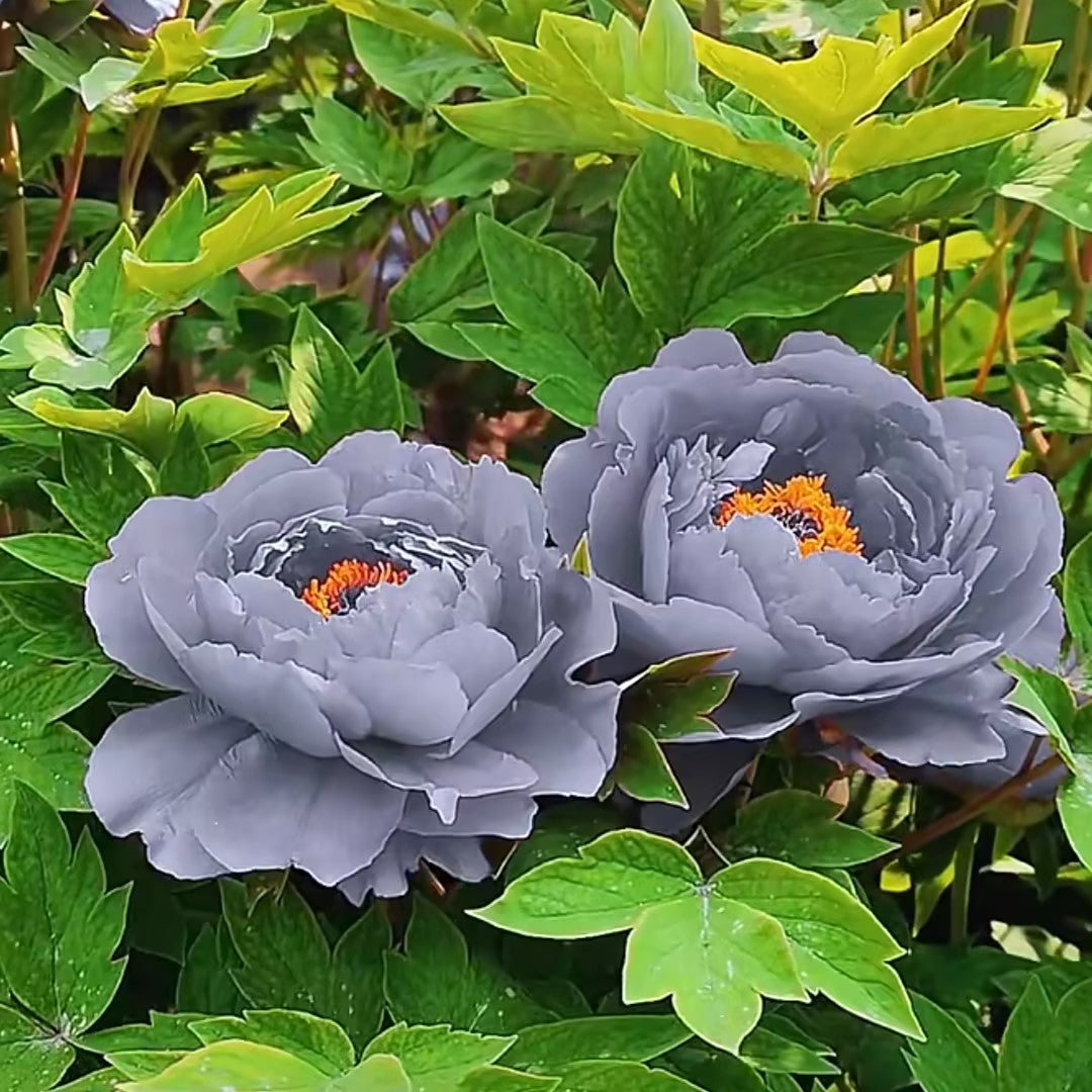 Rare Black Peony Seeds
