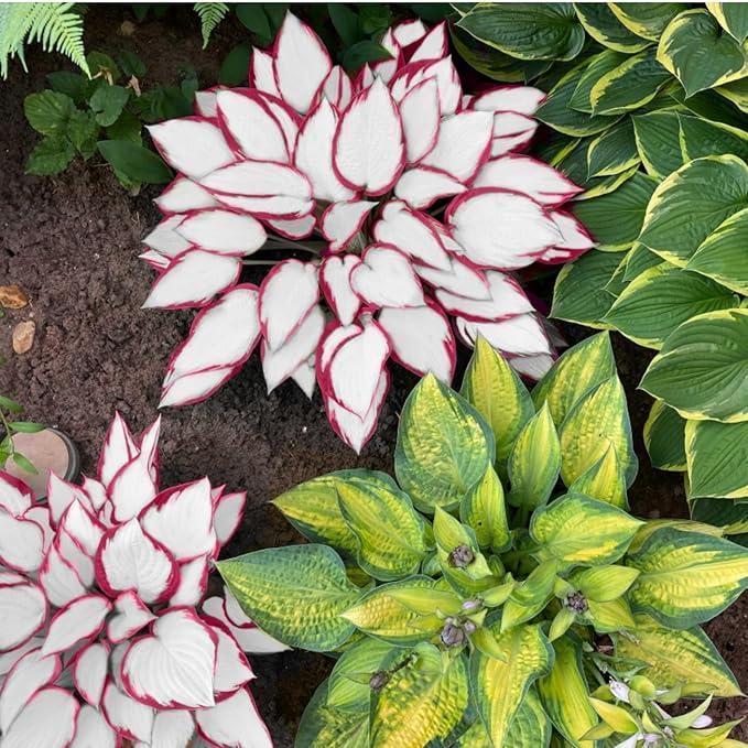 800pcs Red White Hosta Seeds Low Maintenance Hosta Plant Seeds for Planting Perennial Seeds Indoor Outdoor