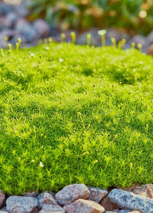 Irish Moss Sagina Subulata