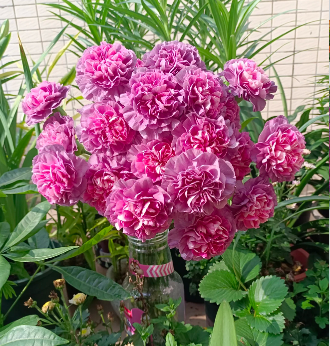 Multicolor Carnation Seeds