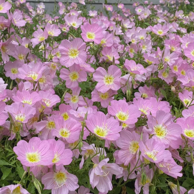 🌺Evening Primrose—Sea Of Pink Flowers