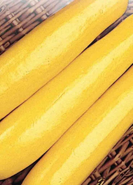 Squash Gold Rush F1
